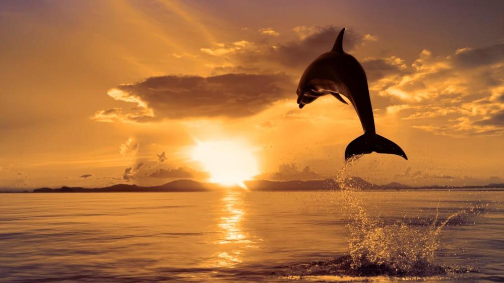 Jumping dolphin at sunset wallpaper