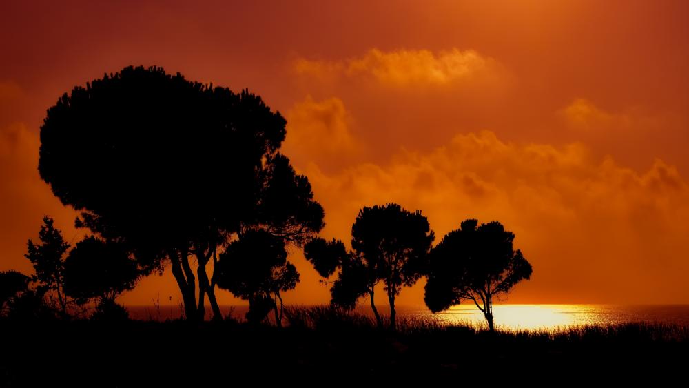 Serene Sunset Over Silhouetted Trees wallpaper