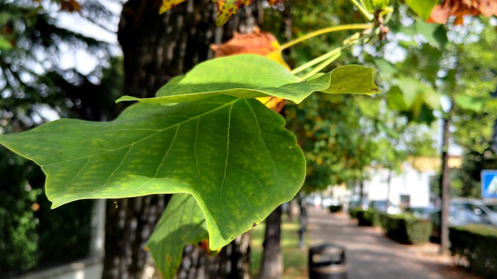 Wallpaper from nature category