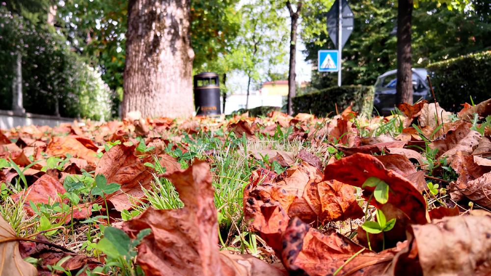 Autumn Leaves Blanketing the Ground wallpaper