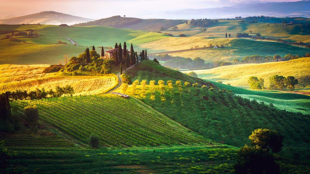 Tuscany vineyard wallpaper
