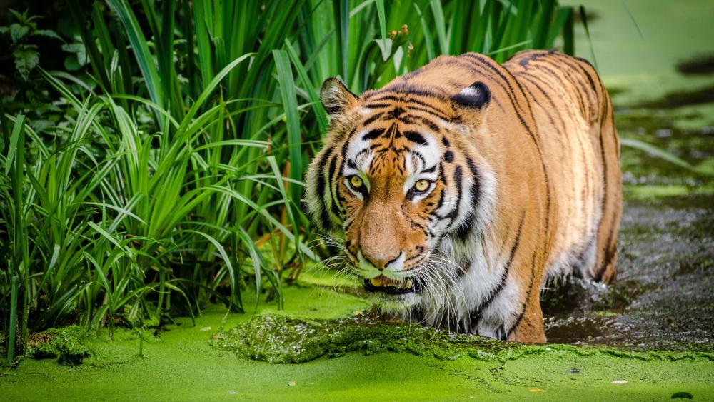 Tiger in the marsh wallpaper