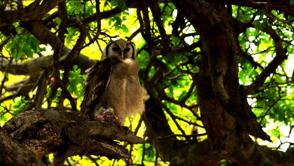 Owl bird hunting, nature of birds. wallpaper