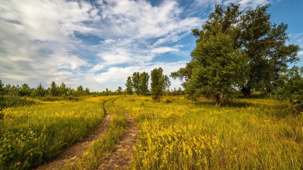 Golden Meadow Pathway in Tranquil Landscape wallpaper