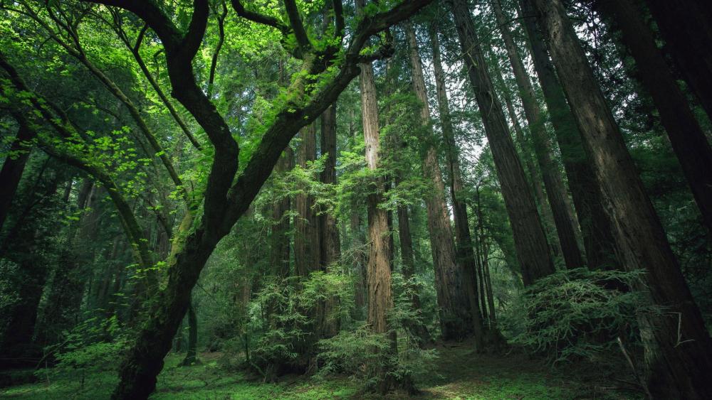 Enchanted Forest Serenity wallpaper