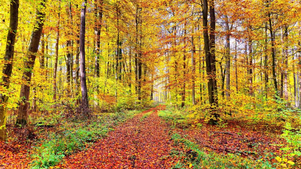 Golden Autumn Path in a Vibrant Forest Landscape wallpaper