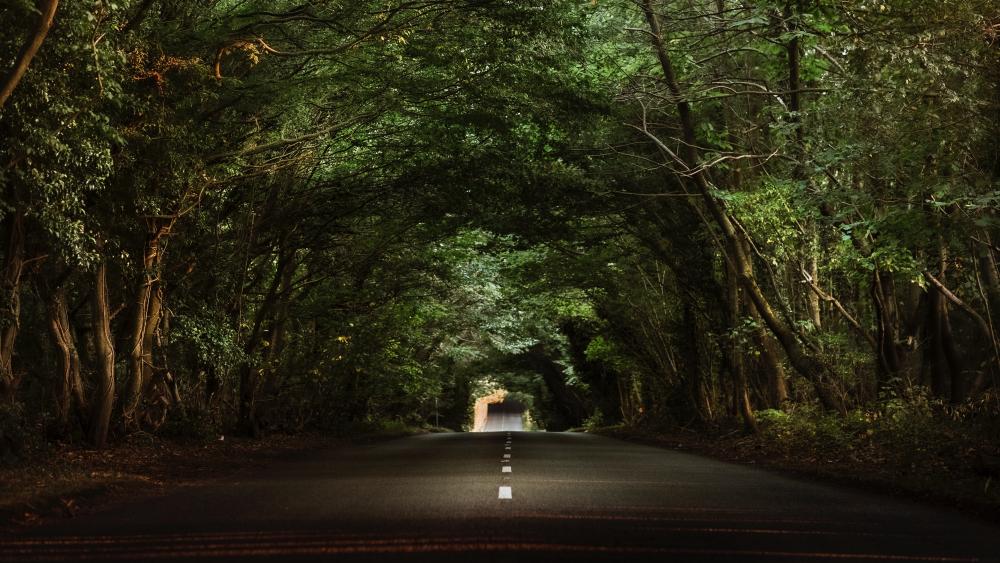 Mysterious Forest Roadway Scene wallpaper