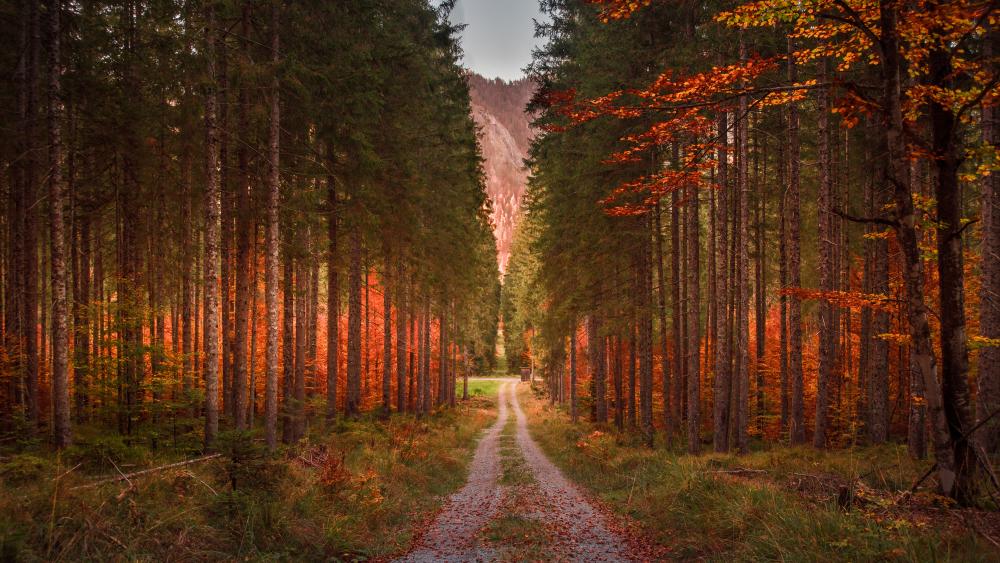 Autumn Pathway Through Enchanted Forest wallpaper