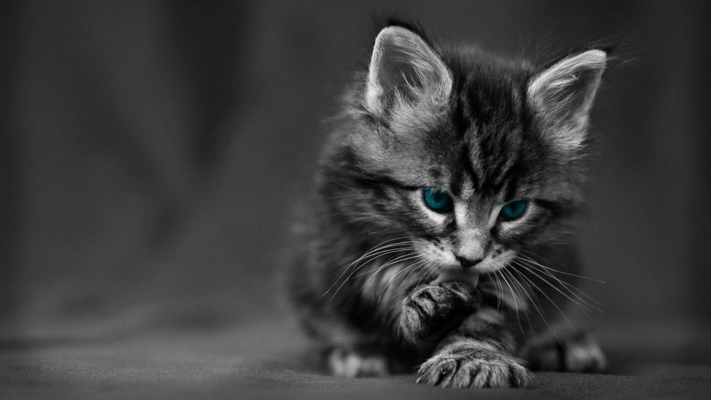 Mysterious Kitten with Mesmeric Eyes wallpaper