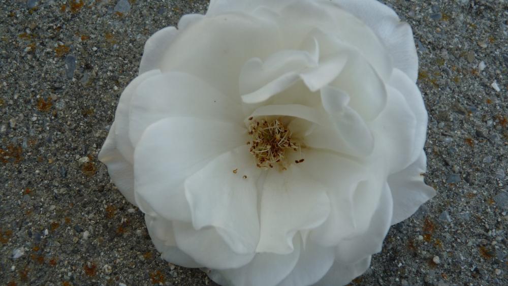 White Rose wallpaper