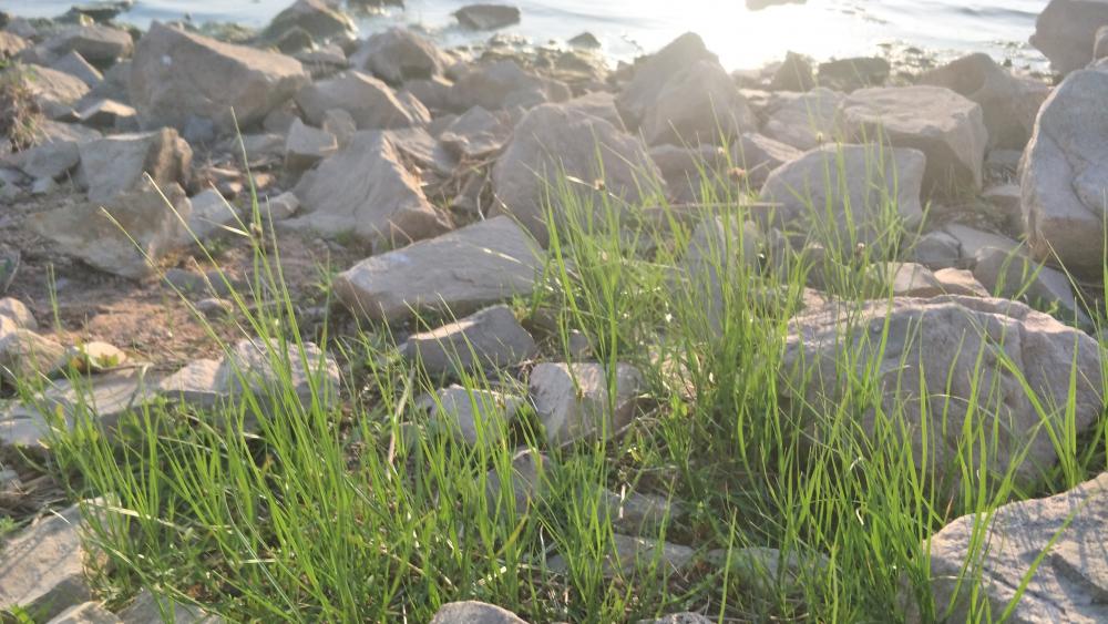 Serene Waterside Grass and Rocks Wallpaper wallpaper
