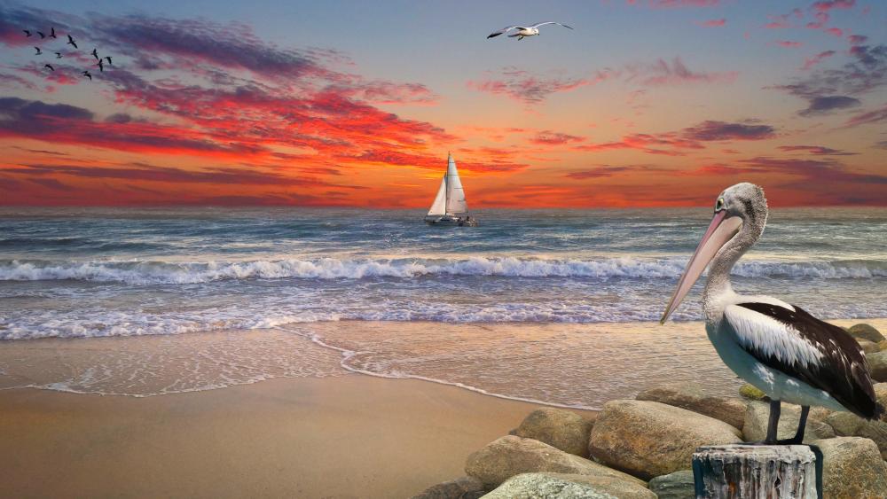 Serene Coastal Sunset with Pelican Viewpoint wallpaper
