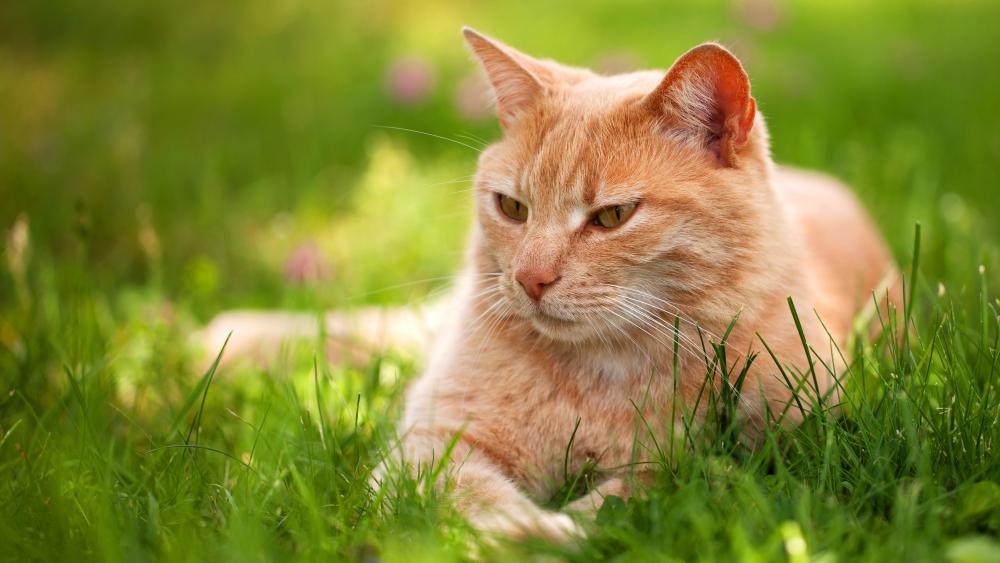 Golden Cat Relaxing in Lush Grassland wallpaper