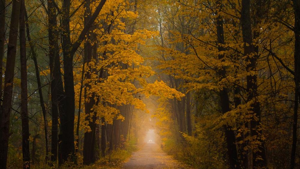 Golden Autumn Pathway Through the Trees wallpaper