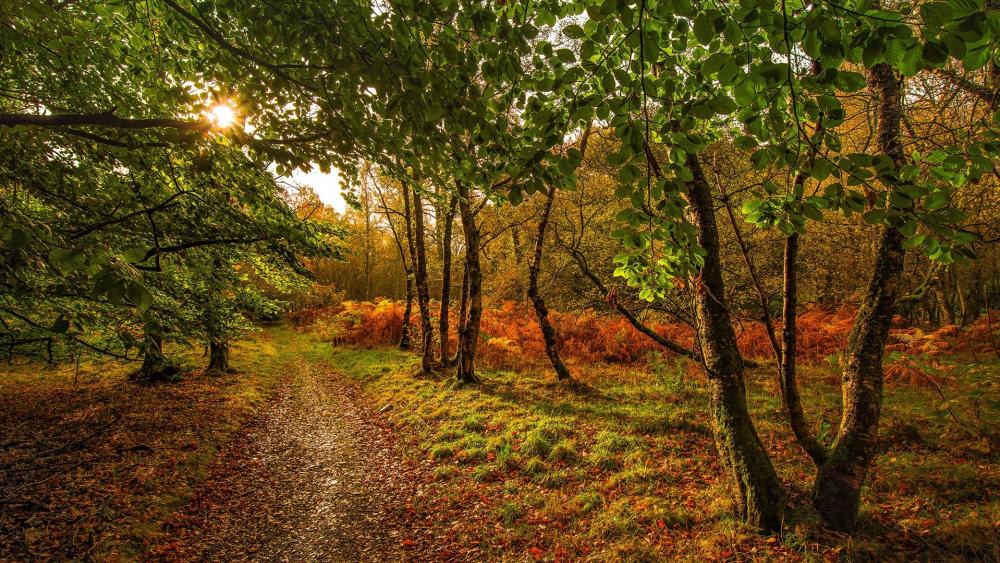 Serene Forest Pathway Amidst Autumn Colors wallpaper