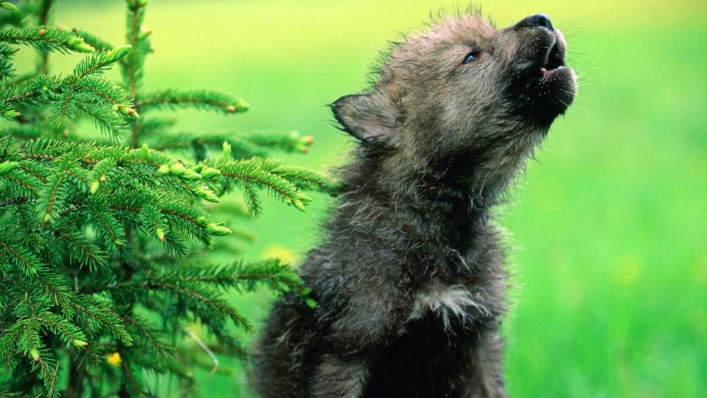 Howling wolf cub wallpaper