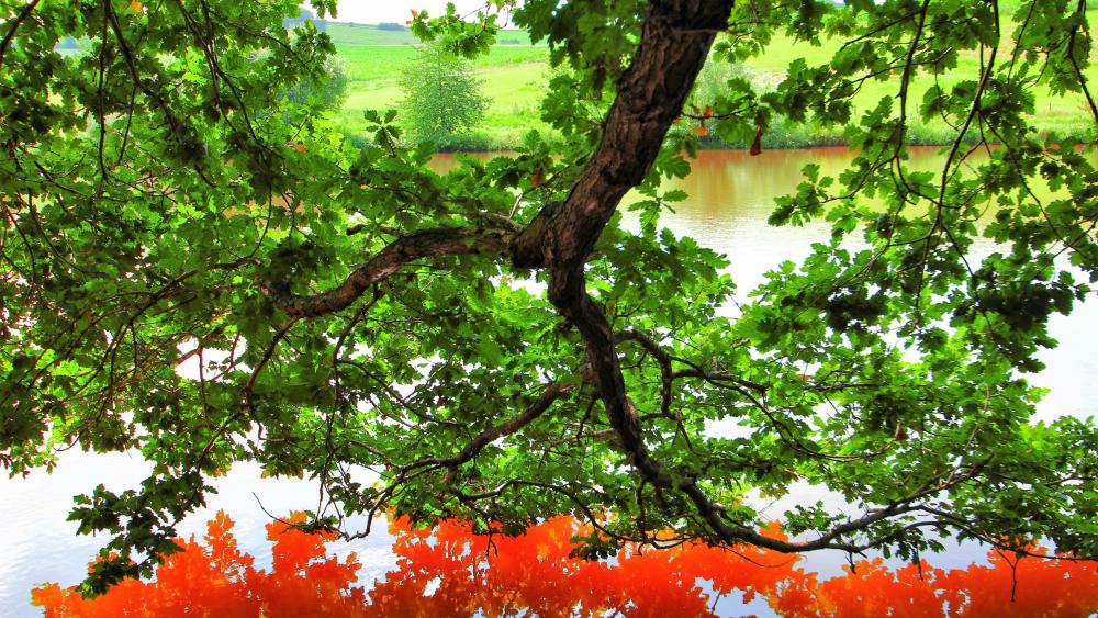 Tranquil Reflection Amidst Vibrant Nature wallpaper