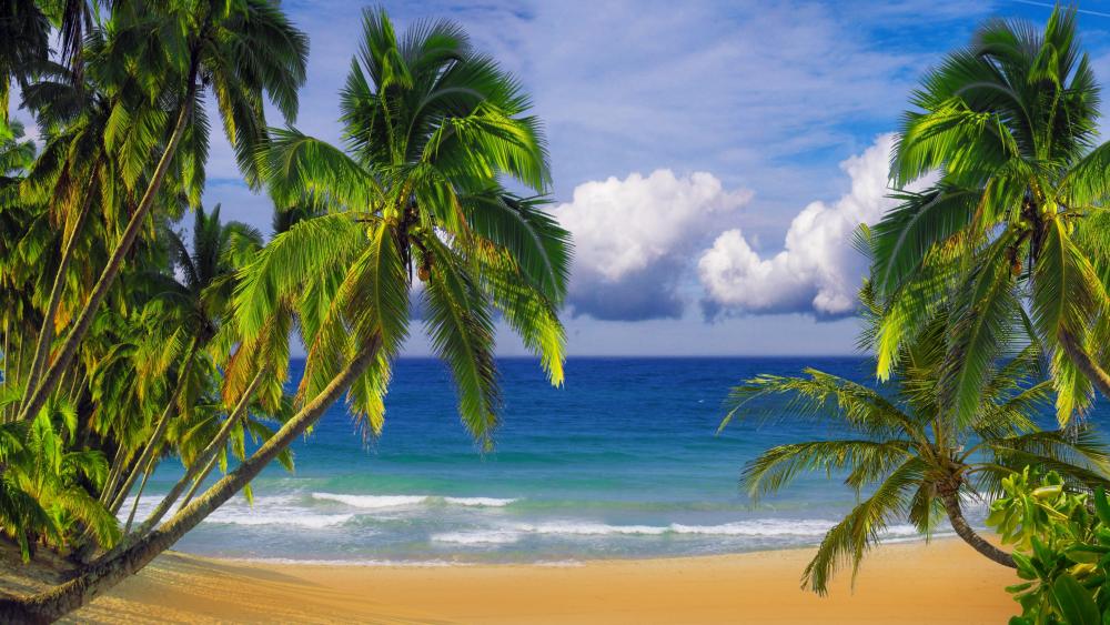 Tropical Beach Paradise in 4K Quality wallpaper