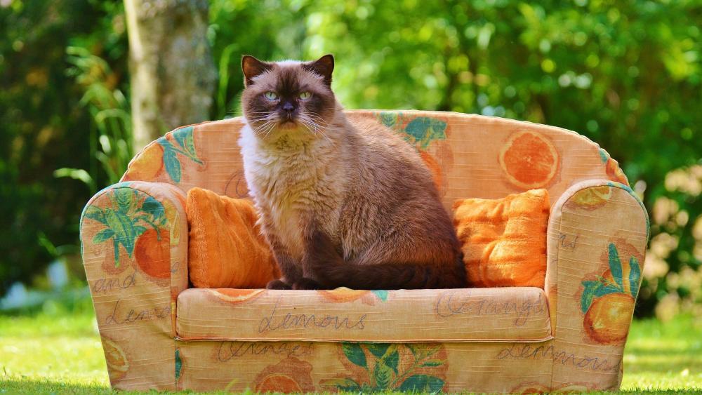 Cozy Feline on a Miniature Couch wallpaper