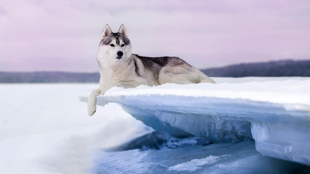 Winter Majesty Husky on Ice wallpaper