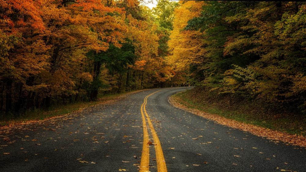 Autumn Road through Colorful Forest wallpaper