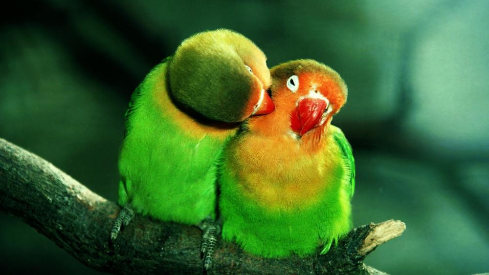 Lovebirds in a Tender Moment wallpaper