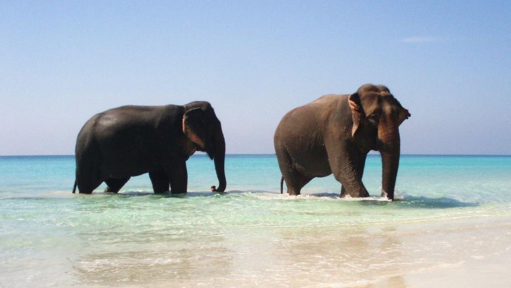 Majestic Elephants by the Serene Ocean Shoreline wallpaper