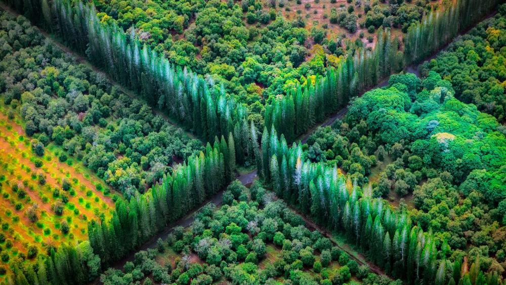 Lush Green Crossroads in Nature's Embrace wallpaper