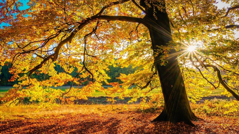 Golden Rays through Autumn Leaves wallpaper