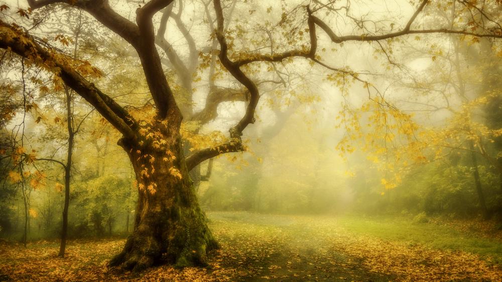 Whispering Woods in Golden Mist wallpaper