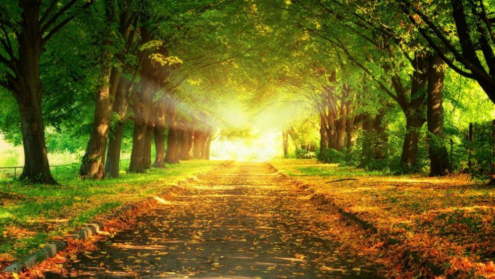 Sunlit Autumn Pathway Through the Woods wallpaper