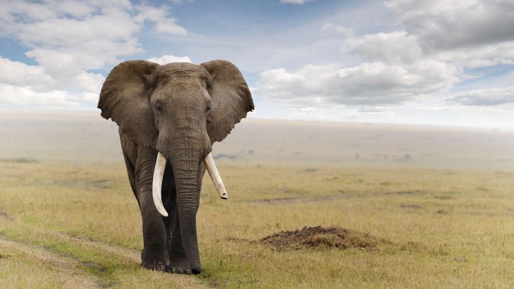 Majestic Elephant in the Savannah Plains wallpaper