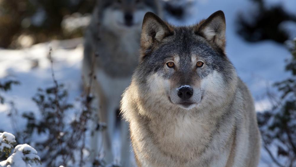 Wolf in Snowy Habitat wallpaper