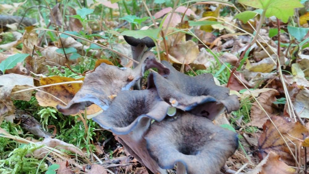 Mysterious Dark Fungi in the Forest Floor wallpaper