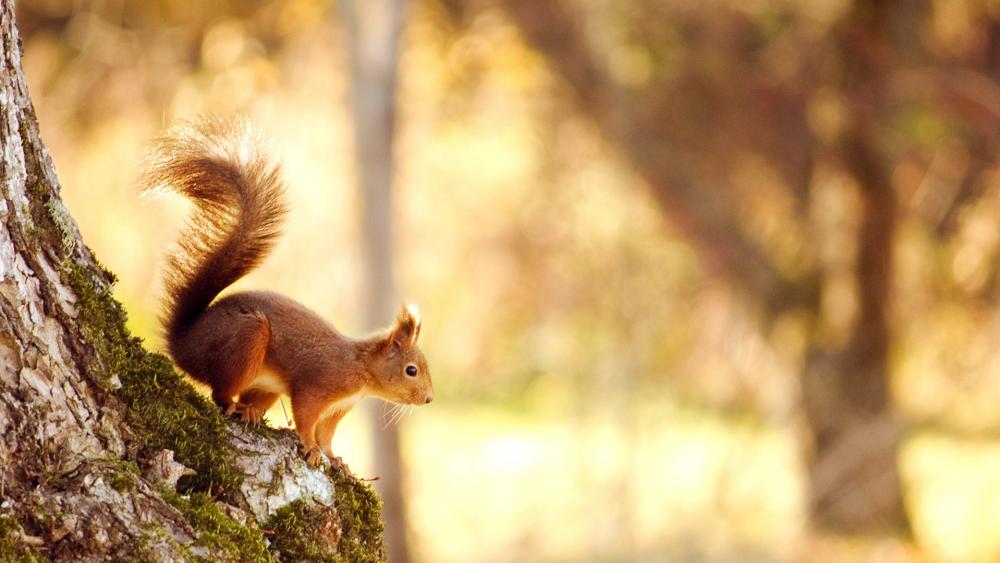 Squirrel wallpaper