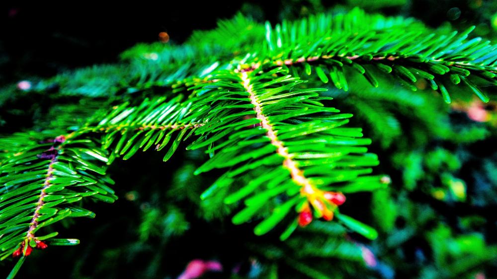 Wallpaper from nature category
