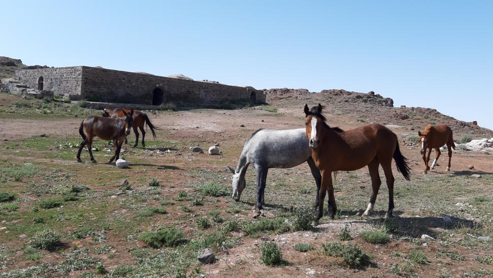Majestic Horses in Serene Landscape 4K Nature Wallpaper wallpaper