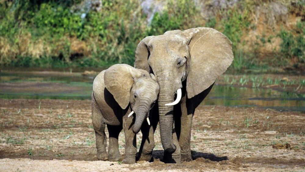 Elephant Duo by the Riverbank wallpaper
