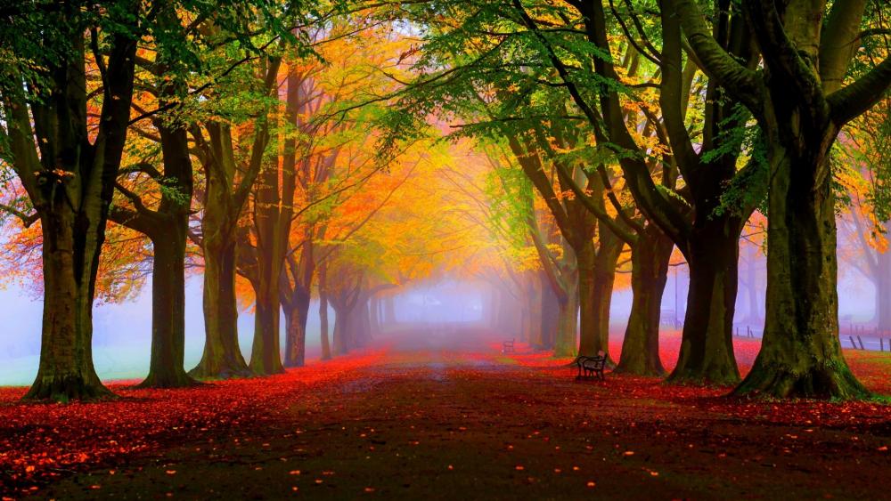 Autumn Road Enveloped in Misty Golden Hues wallpaper