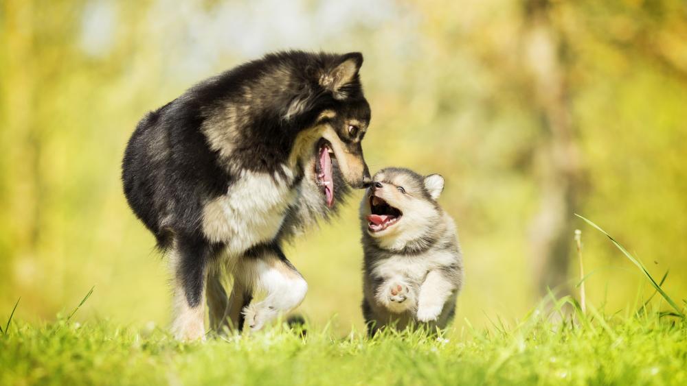Playful Canine Bonding in Nature wallpaper