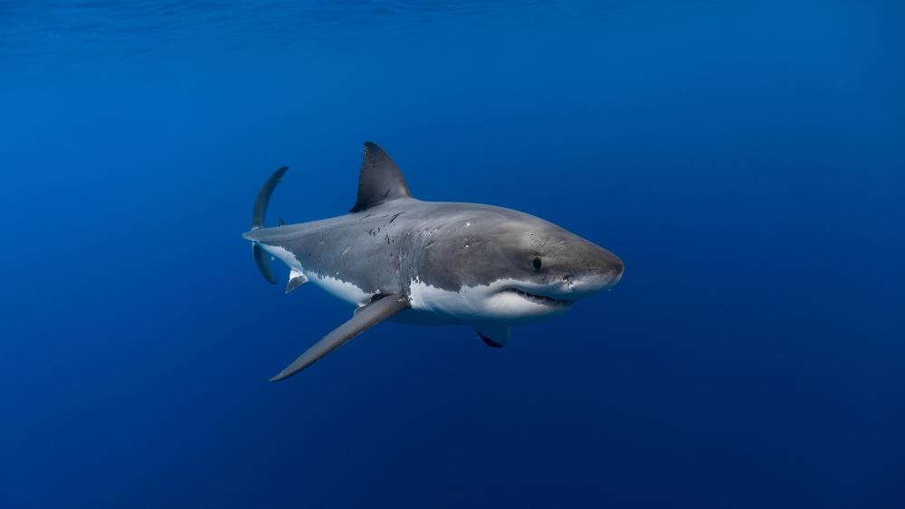 Mighty Great White Shark Gliding in Ocean Depths wallpaper