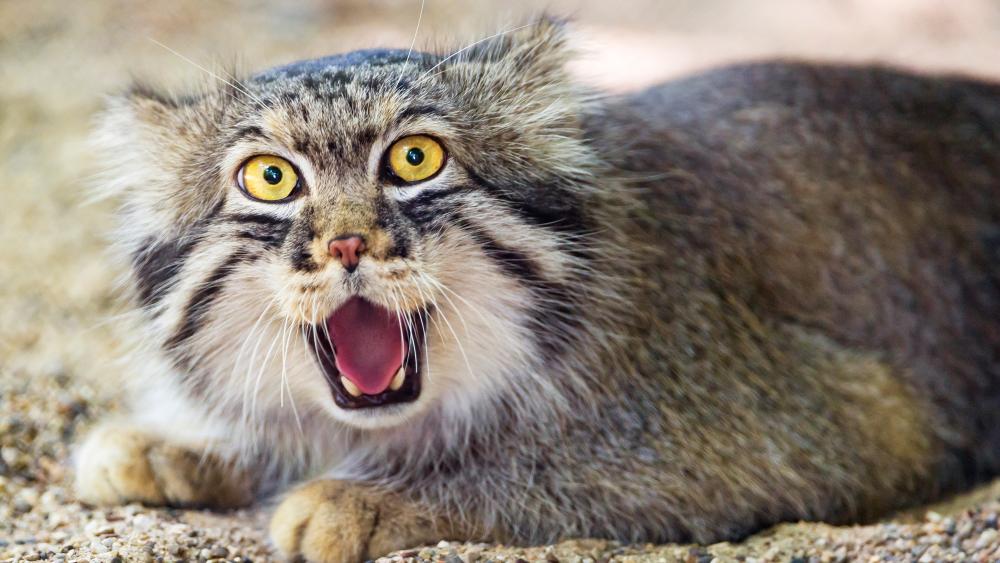 Astonished Pallas's Cat in the Wild wallpaper