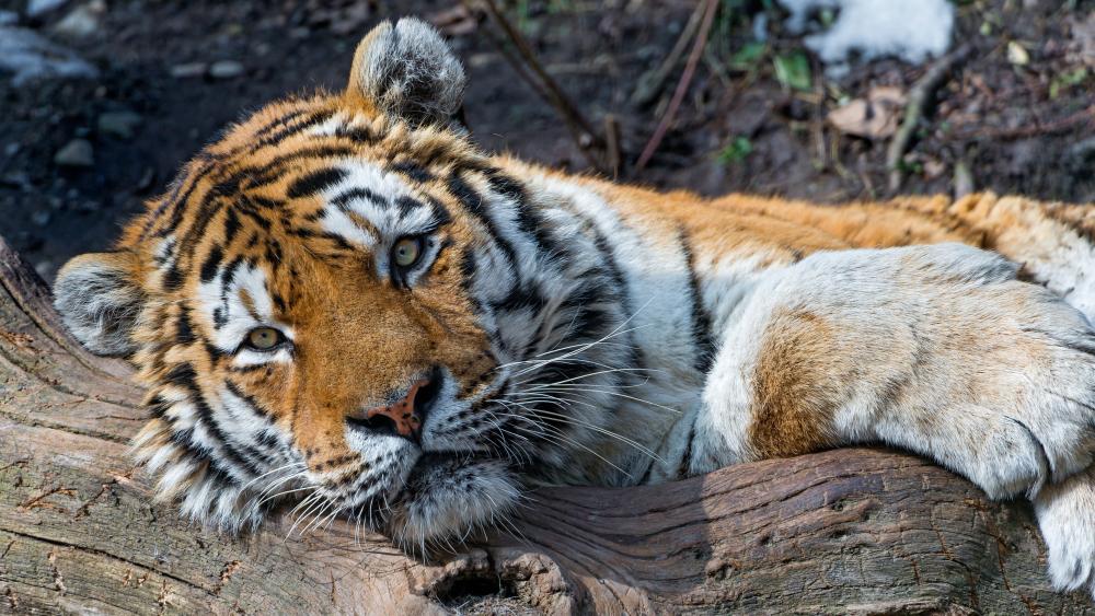 Majestic Tiger Resting in Natural Habitat wallpaper