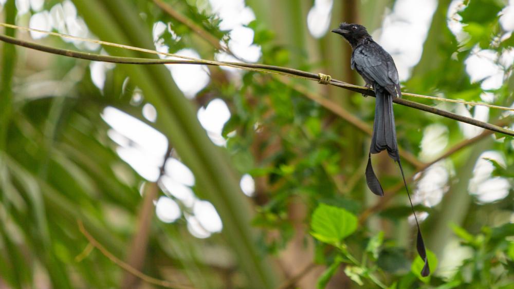 Greater Racket-tailed Drongo wallpaper