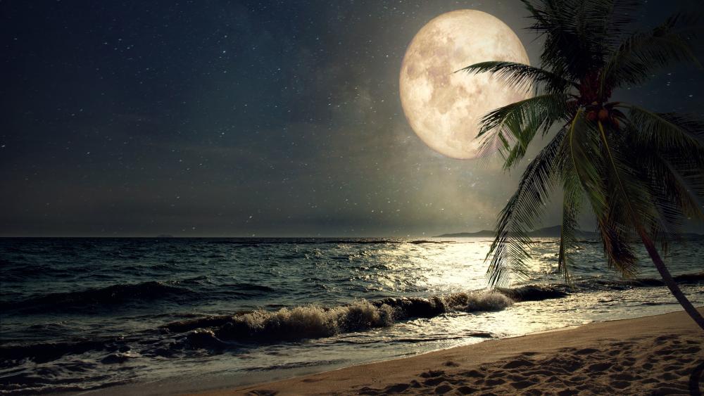 Tropical Moonlight Serenade wallpaper