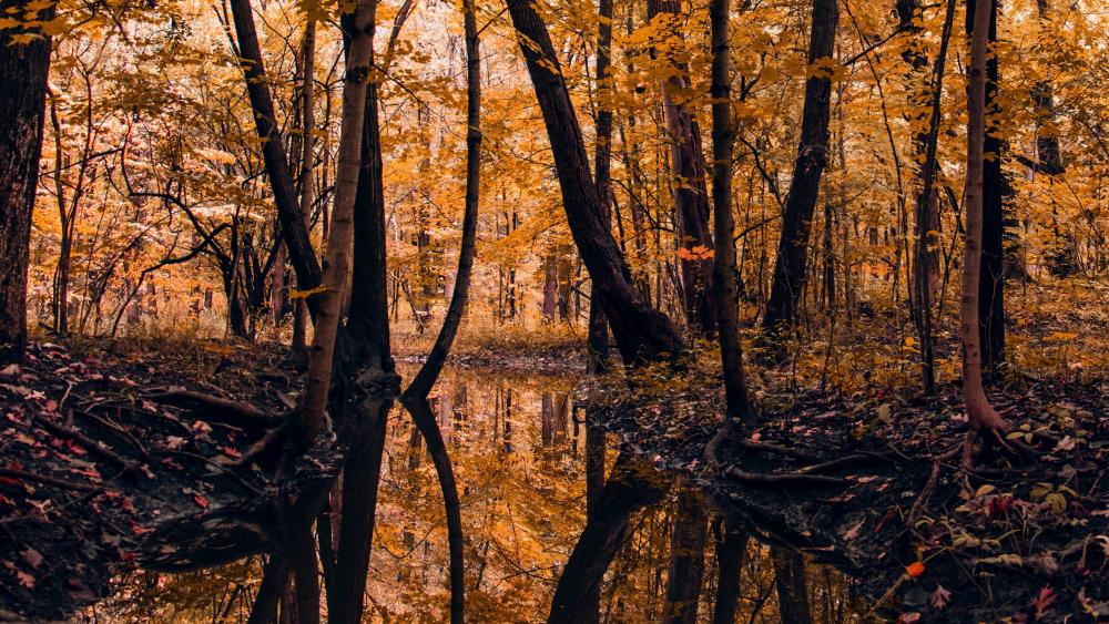 Autumn forest reflection wallpaper