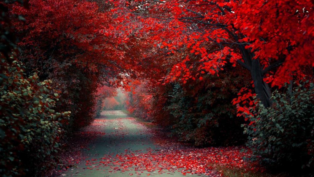 Autumnal Blaze Along a Forest Path wallpaper