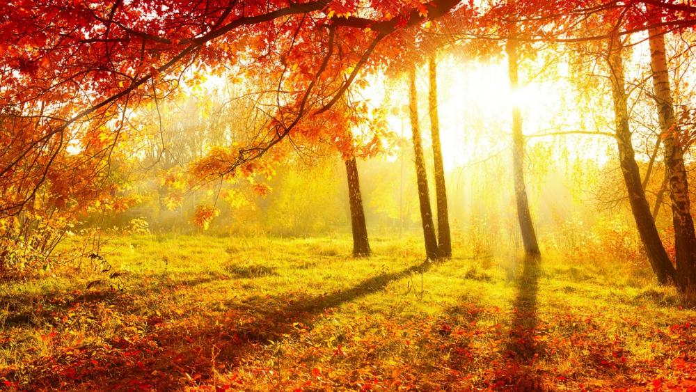 Autumn sunlight in the forest wallpaper