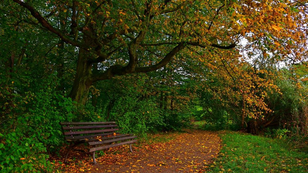 Bench under a tree wallpaper