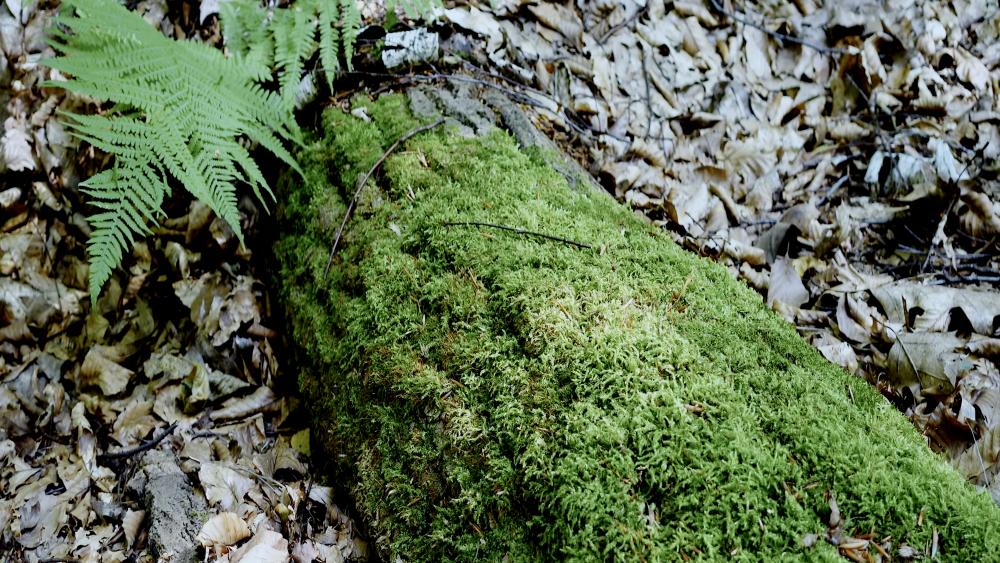 Nature 2 wallpaper